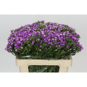 Dianthus Br Amazon Purple Magic
