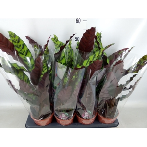 Calathea lancifolia