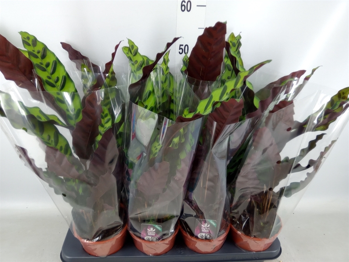 <h4>Calathea lancifolia</h4>