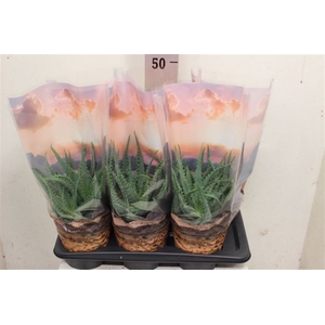 Aloe arborescens