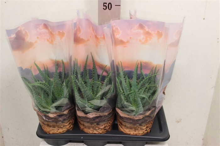 <h4>Aloe arborescens</h4>