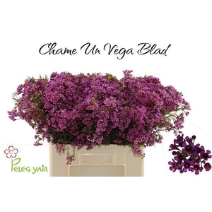 CHAME UN VEGA BLAD