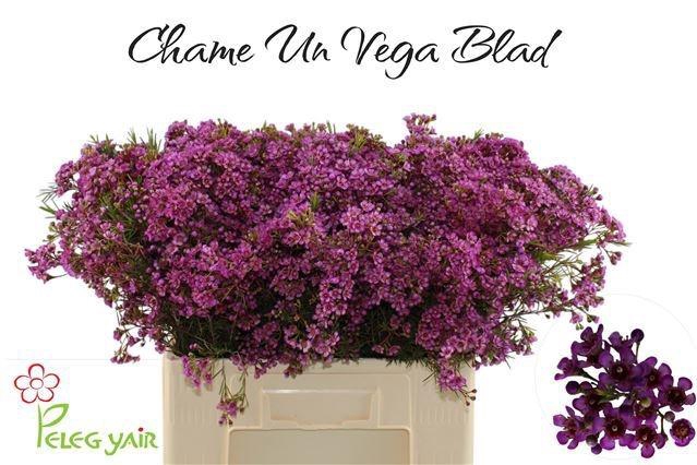 <h4>CHAME UN VEGA BLAD</h4>