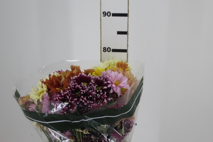 <h4>CRISANTEMO MISTO ESPECIAL 080 CM</h4>