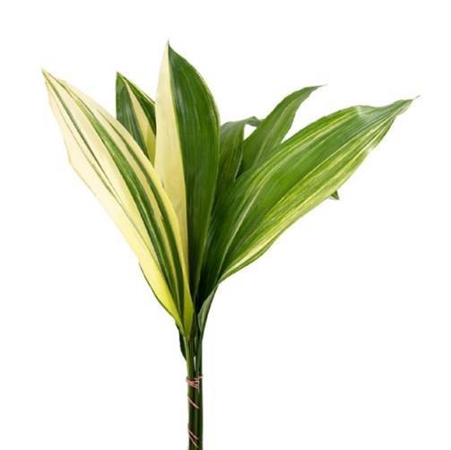 <h4>ASPIDISTRA VARIEGATED</h4>