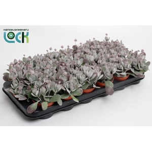Kalanchoe Pumila