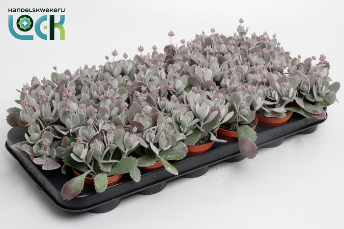 <h4>KALANCHOE PUMILA</h4>