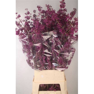 CALLICARPA BOD PROFU