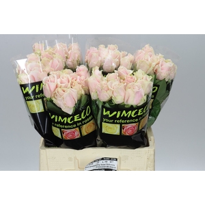 Rosa Gr Sweet Avalanche