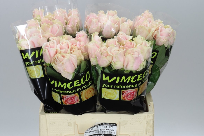 <h4>Rosa Gr Sweet Avalanche</h4>