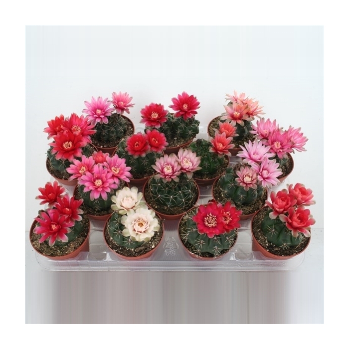 <h4>103 Gymnoclysium april/mei 8,5 cm</h4>