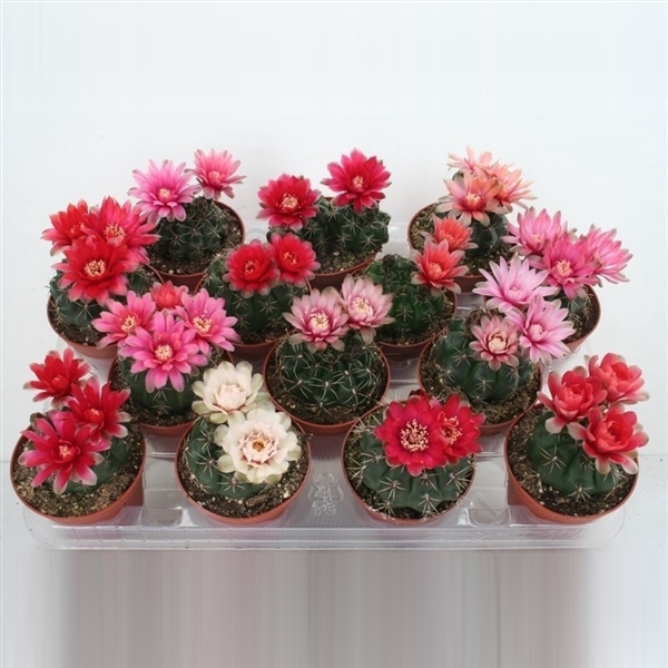 <h4>103 Gymnoclysium april/mei 8,5 cm</h4>