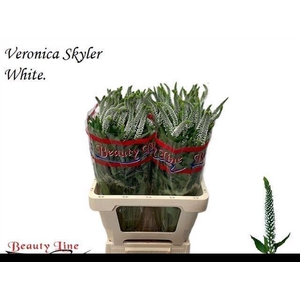 VERON L SKYLER WHITE