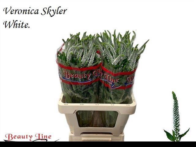 <h4>VERON L SKYLER WHITE</h4>