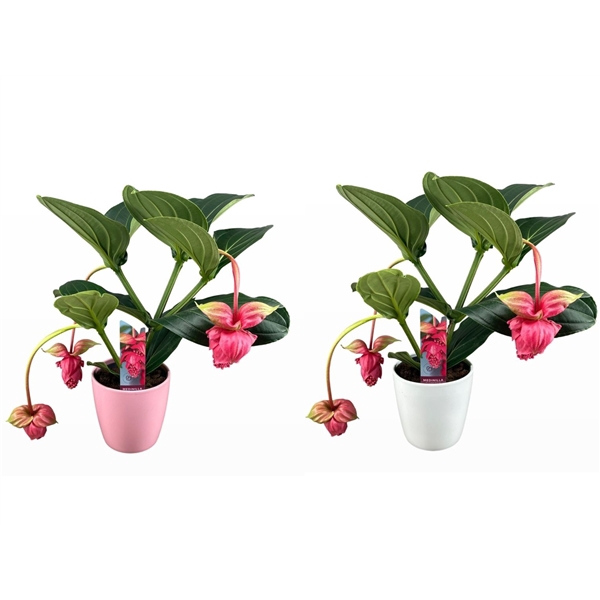 <h4>Medinilla magnifica Flamenco 2 etage 3/4 knop in mix keramiek</h4>