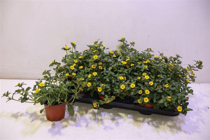 <h4>Sanv Procumbens</h4>