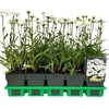 Leucanthemum vulgare