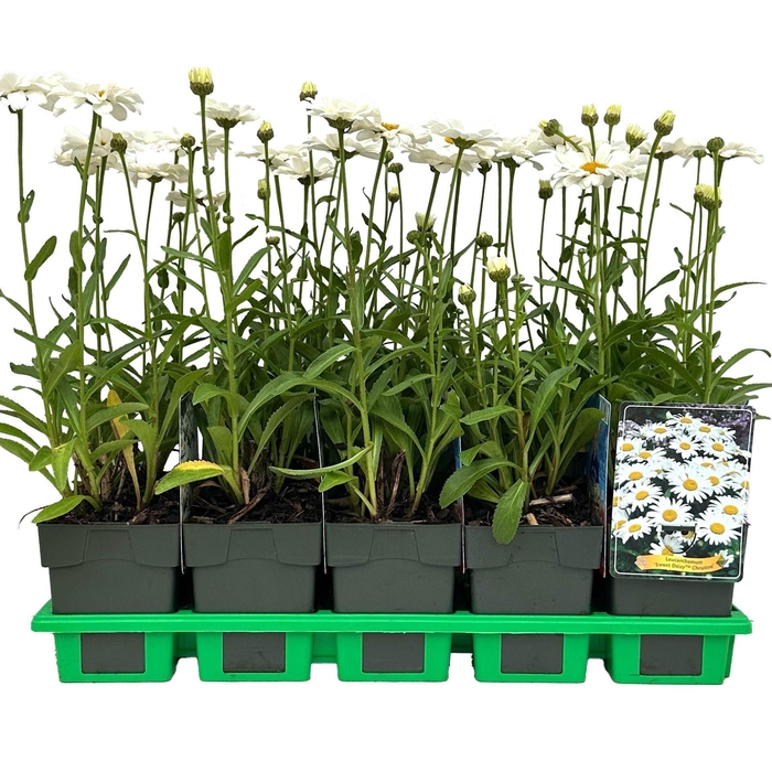 Leucanthemum vulgare