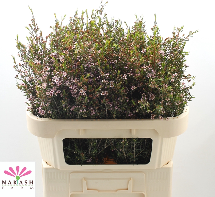 <h4>Cham Un Romi</h4>