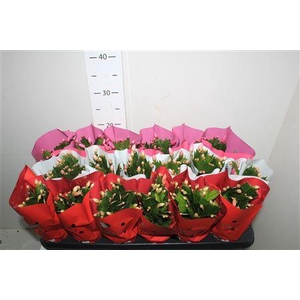 Schlumb Gem 3 Kl 25+