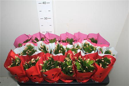 <h4>Schlumb Gem 3 Kl 25+</h4>