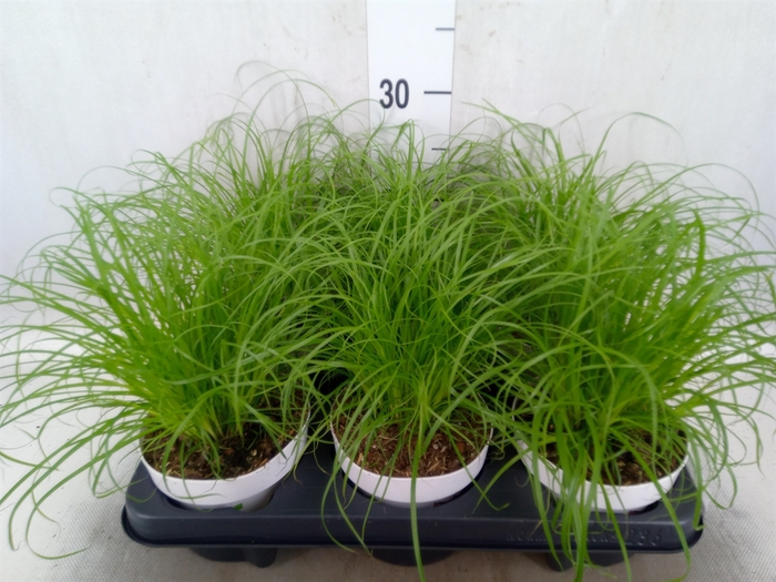 <h4>Cyperus alternifolius 'Zumula'</h4>