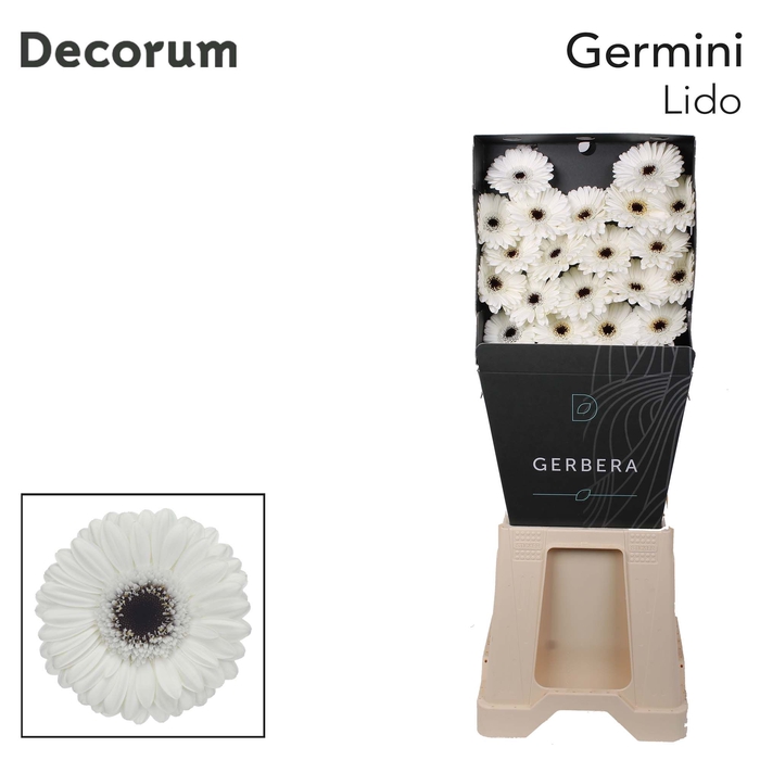 <h4>Germini Lido Diamond</h4>