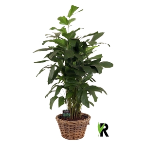 Caryota mitis in rotan mand