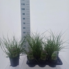 Pennisetum alopecuroides
