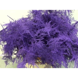 Asp Extra Klb Purple
