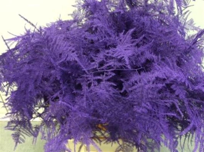 <h4>Asp Extra Klb Purple</h4>