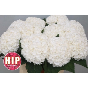 Hydrangea cannonball