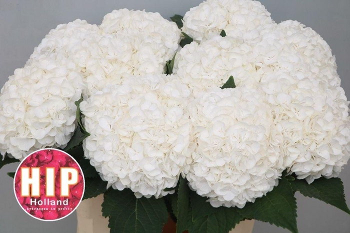<h4>Hydrangea cannonball</h4>