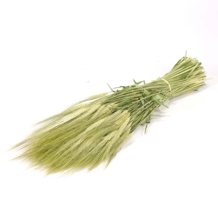 <h4>Gerst (hordeum) natural green</h4>