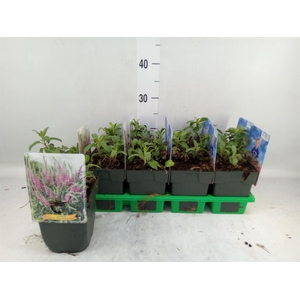 Veronica spicata 'Anniversary Rose'