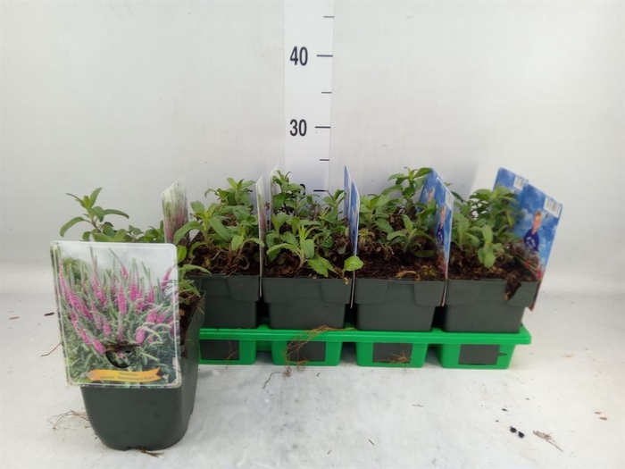 <h4>Veronica spicata 'Anniversary Rose'</h4>