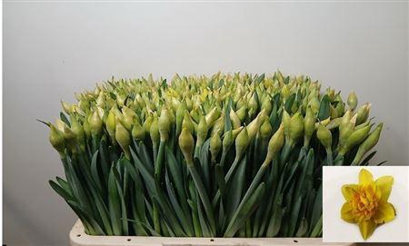 <h4>Narc Du Dick Wilden</h4>