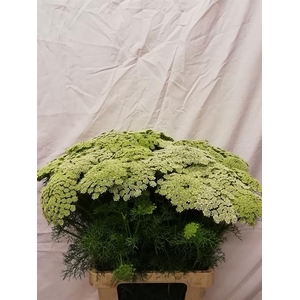 AMMI VIS CASABLANCA