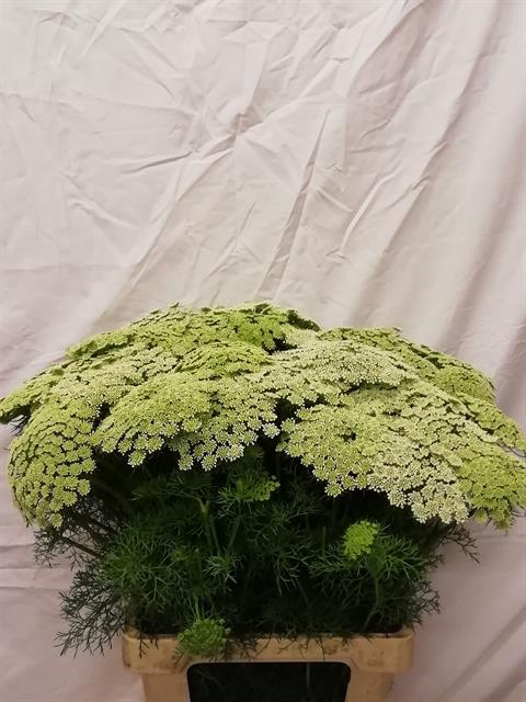 AMMI VIS CASABLANCA