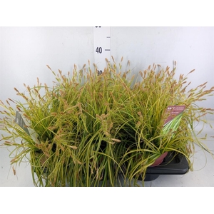 Carex oshimensis 'Everco Eversheen'