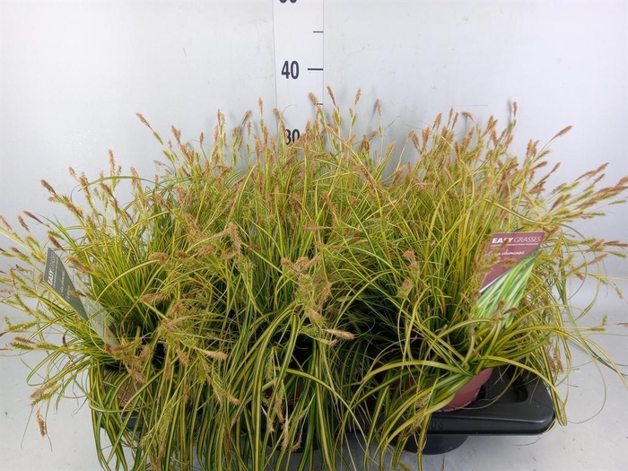<h4>Carex oshimensis 'Everco Eversheen'</h4>