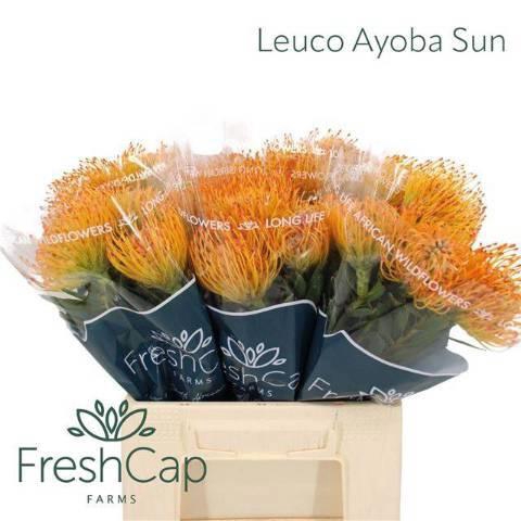 <h4>LEUCO AYOBA SUN</h4>