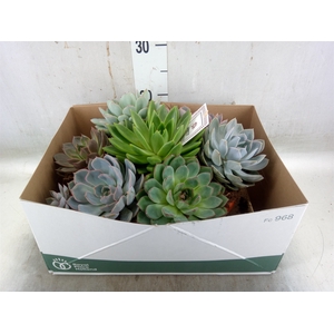 Arr.  Succulents L%