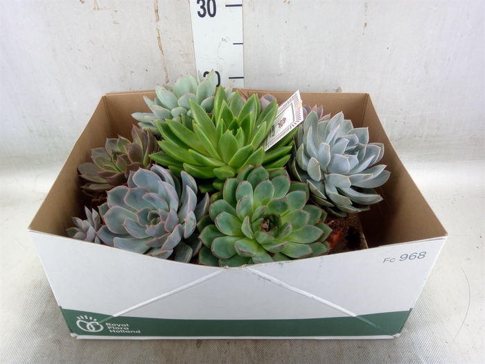 <h4>Arr.  Succulents L%</h4>