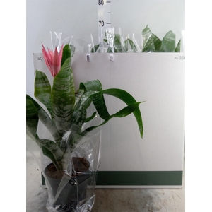 Aechmea fasciata 'Primera'