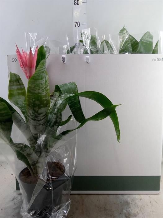 <h4>Aechmea fasciata 'Primera'</h4>