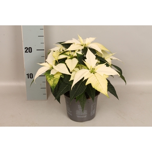 Poinsettia 13 cm Ice Princess