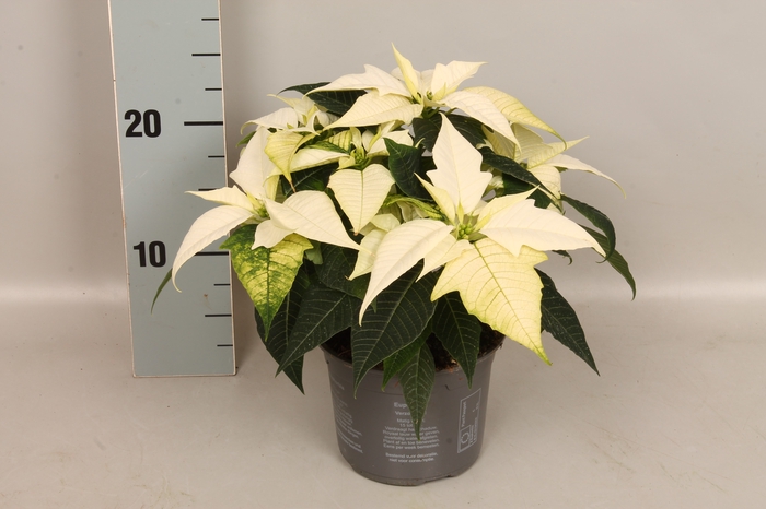 Poinsettia 13 cm Ice Princess