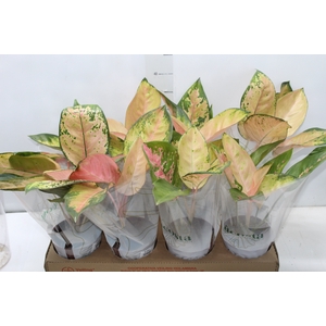 AGLAONEMA LAWAN P12
