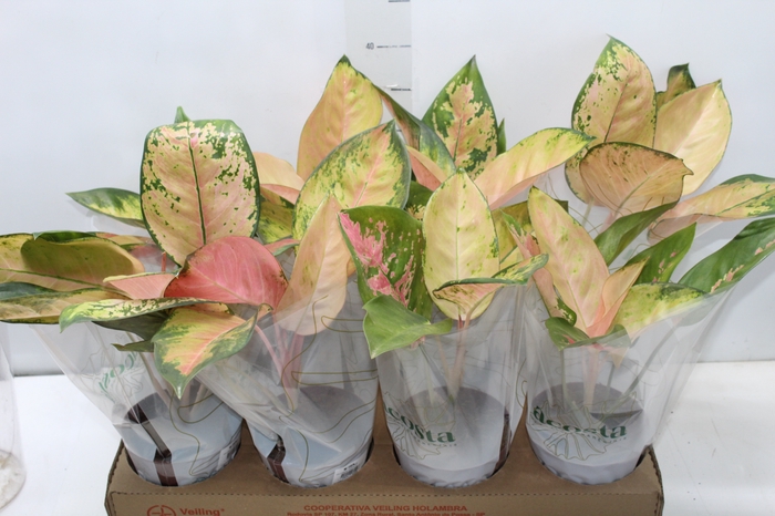 <h4>AGLAONEMA LAWAN P12</h4>